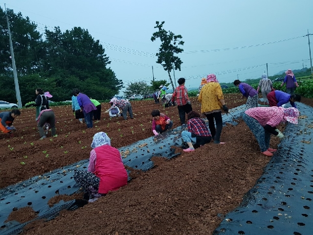 배추모종심기 대표 이미지